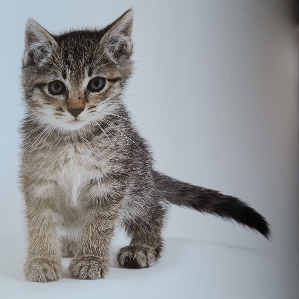 Book "Shelter Cats" by Michael Kloth - Picture 11 of 12
